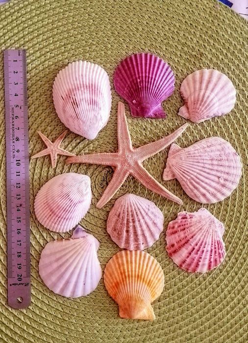 Крупные и поменьше ракушки морские