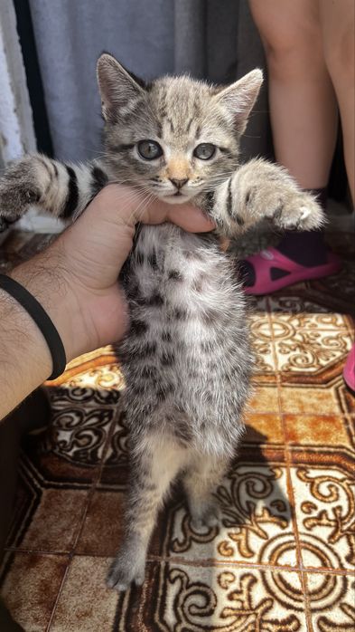 Doação de gatos-