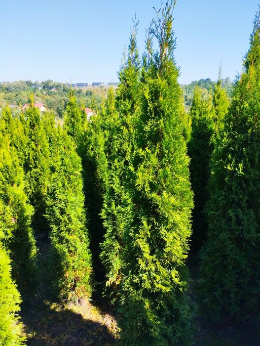 Thuja Szmaragd gęsty 140-150cm Zielonki