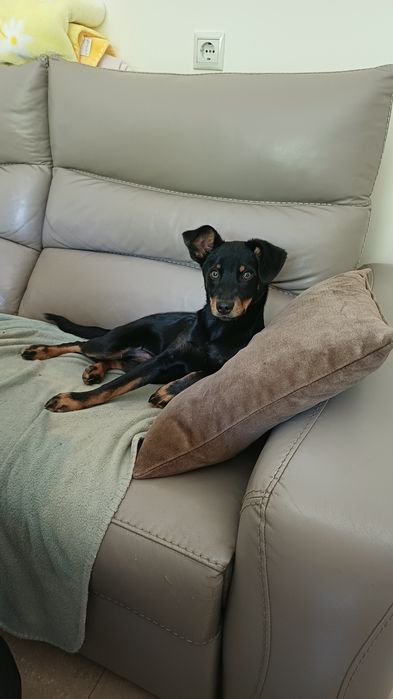 Cão dócil porte pequeno