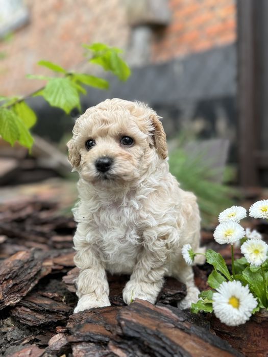 Мальтипу пушон мальчик пучеряшка с большими гоазами