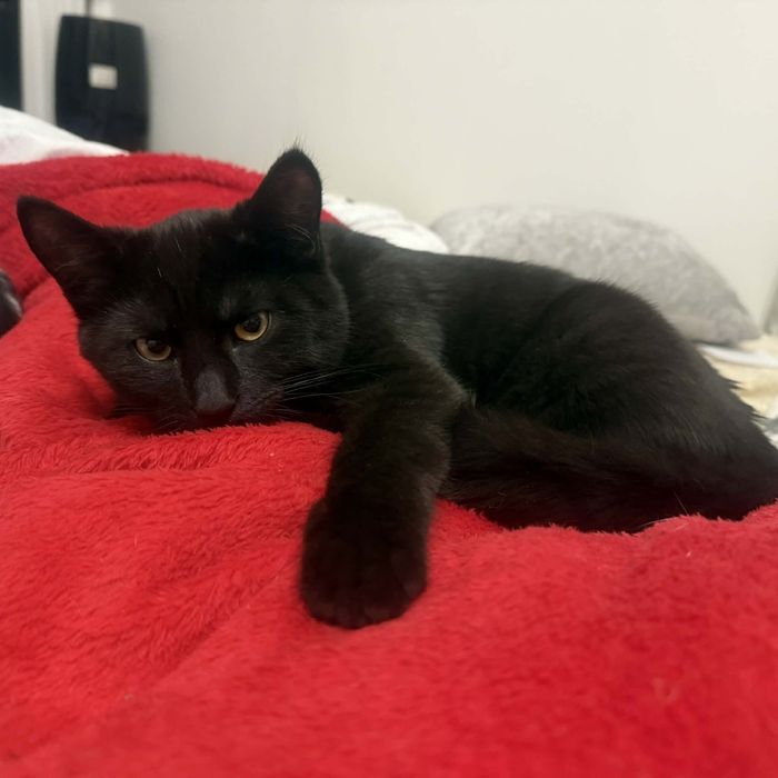 Szukam domku dla dwóch 7 miesiecznych kocurkow!!!