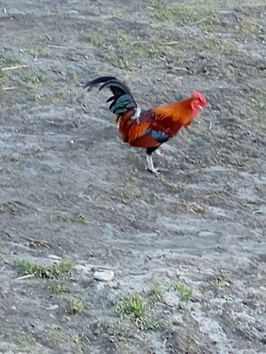 Kury, koguty  ozdobne miniaturki