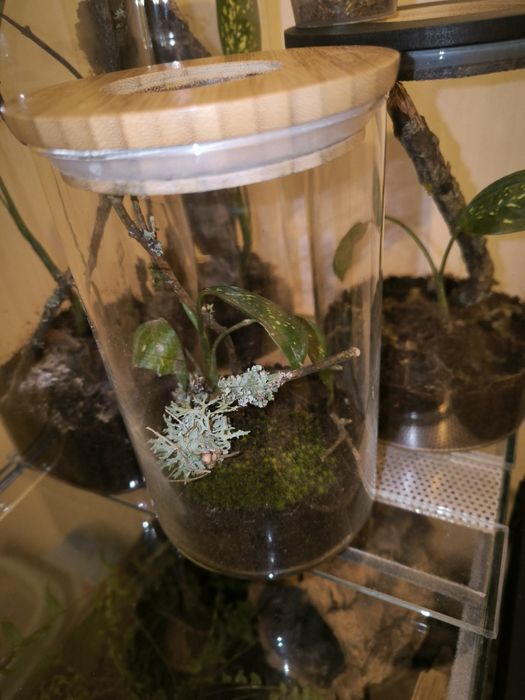 Terrarium szklane prostokątne dla modliszki