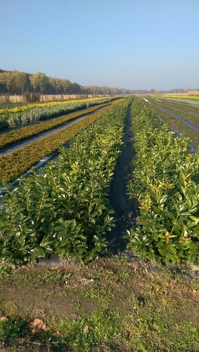 Laurowiśnia Novita do 100cm Laurowiśnie Bezpłatna Dostawa Świdnik