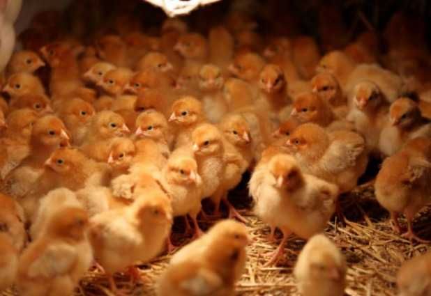 Młode nioski kury odchowane z jajkiem