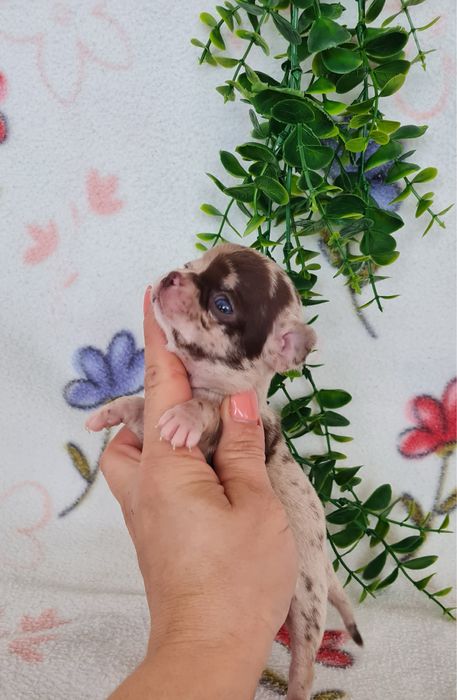 Excecional minimini menina Chihuahua/Chiuaua de Qualidad,LinhagemRussa