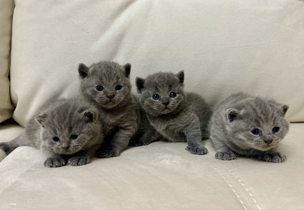 Британські кошенята