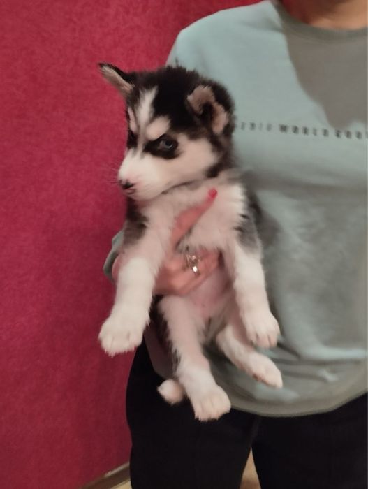 Чарівні цуценята Хаскі