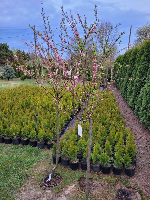 Tuje Szmaragdy, Krzewy Ozdobne !!!