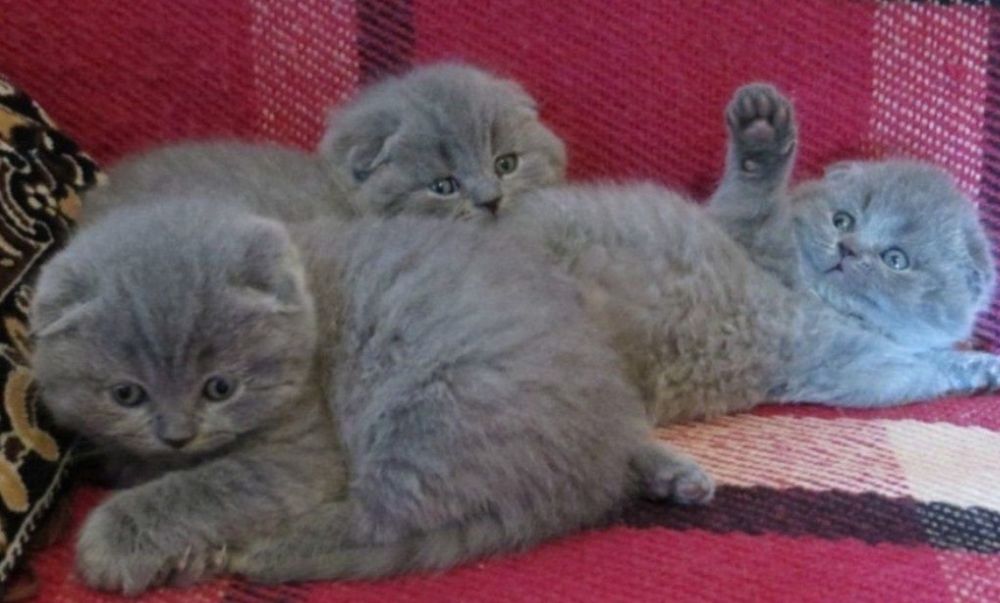 Продам кошенят шотландців