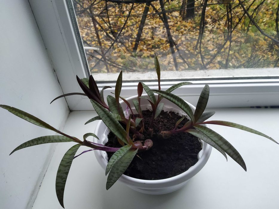 Продам кімнатну рослину Ледебурія.