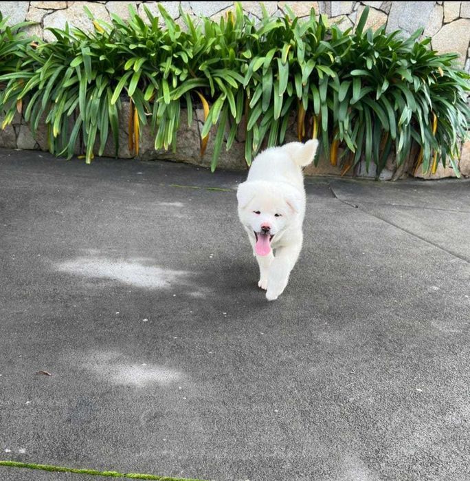 Akita Inu Japonês – Fêmea branca