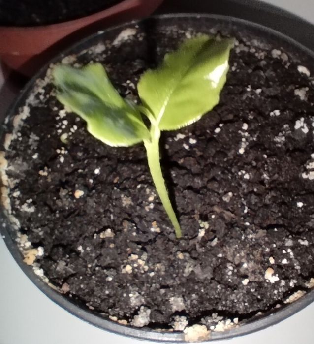 Лайм отросток, саженец 1 шт. цитрус