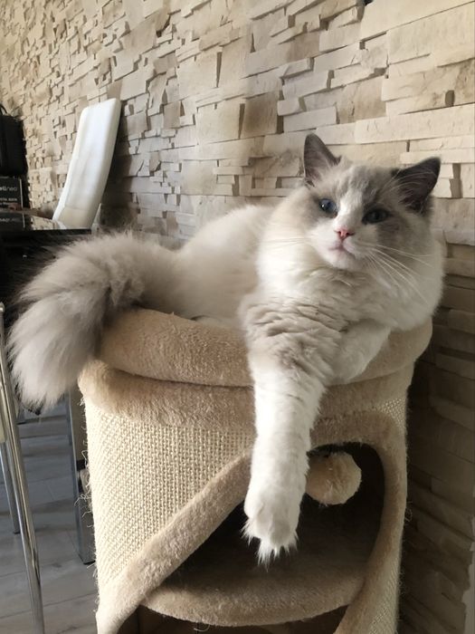 Ragdoll kotka , rodowod FPL
