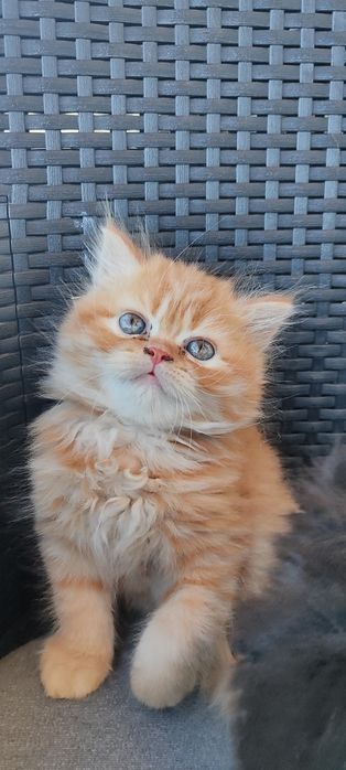 Gato Persa laranja