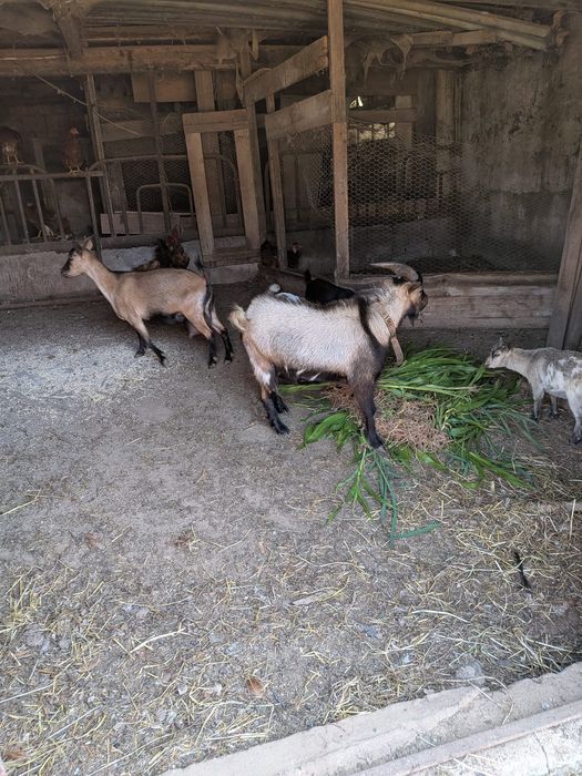 Vendo cabras pequenas.     NÃO SÃO ANAS