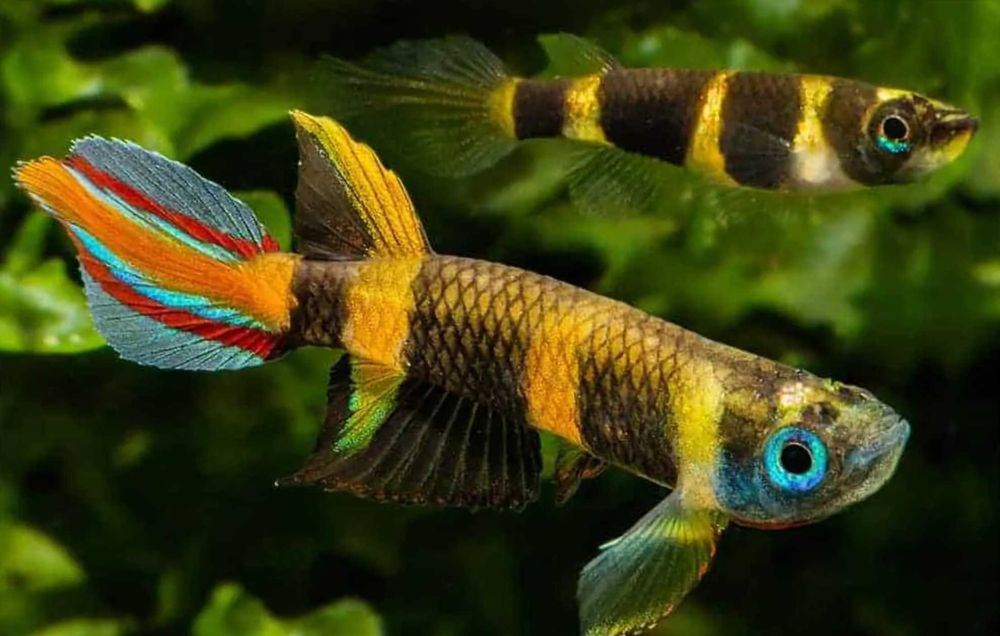 Szczupieńczyk karłowaty - Epiplatys annulatus - dowóz, wysyłka