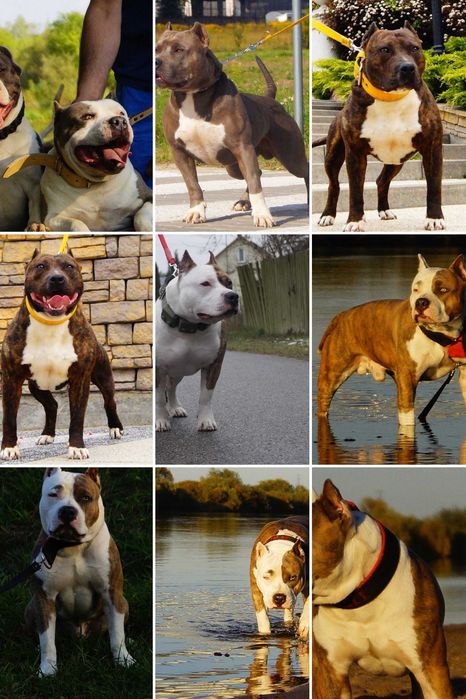 Szczeniak Amstaff,  samiec białogłowy, z rodowodem.  Błękitno pręgowany.