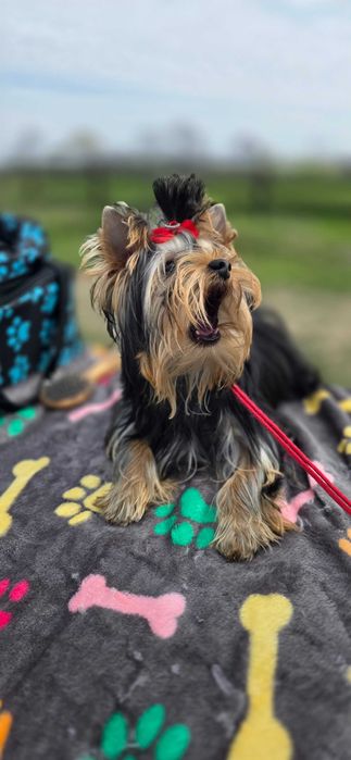 Yorkshire Terrier FCI samiec po Championach