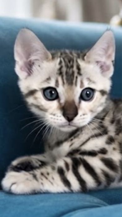 Яскравий бенгальський котик,Mink