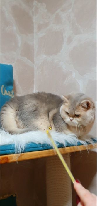 Шикарный плюшевый золотой британец шиншилла голубое золото