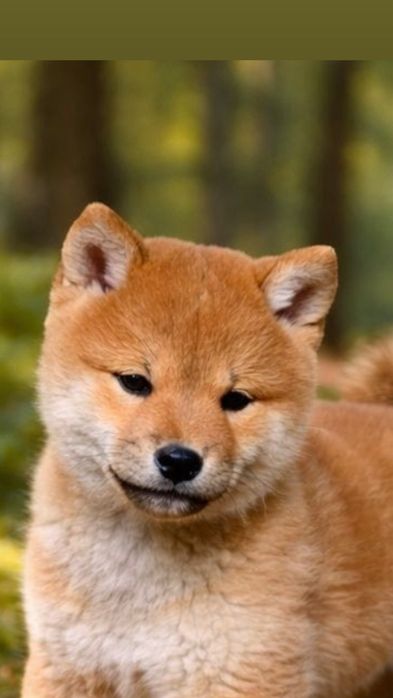 Shiba inu ZkwP fci