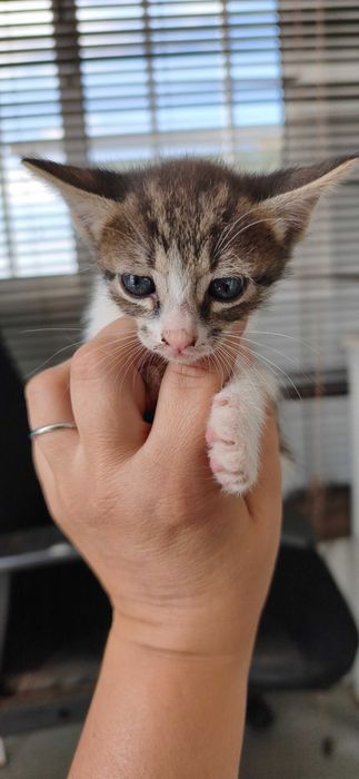 5 gatinhos para dar