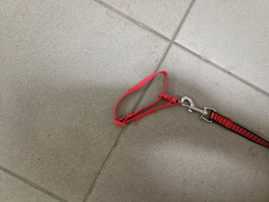 Trela e brinquedos para cão