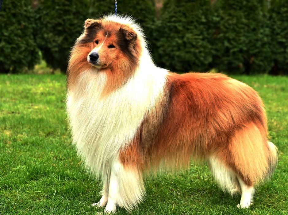 Owczarek szkocki długowłosy ZKwP/ FCI