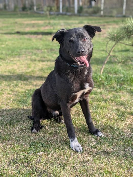 Kosmo ogromny przytulas marzy o nowym domu!