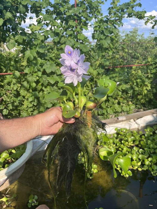 Водний гиацинт очень хороший для прудов  и стоячей воды!
