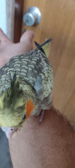 Vendo caturras bebés