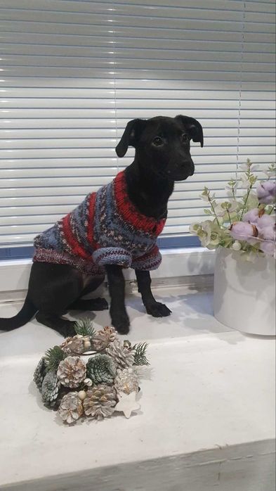 Ніка, цуценя-дівчинка шукає сім'ю