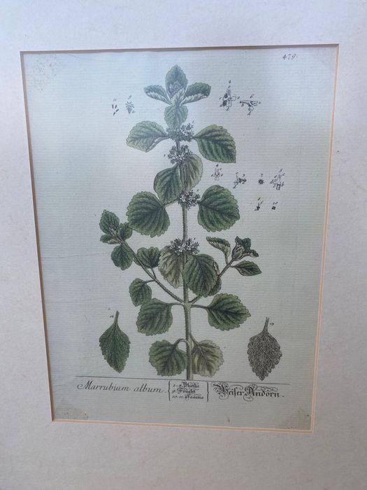 4 quadros de plantas