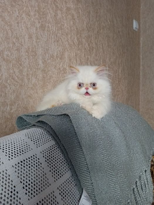 Котенок персидский