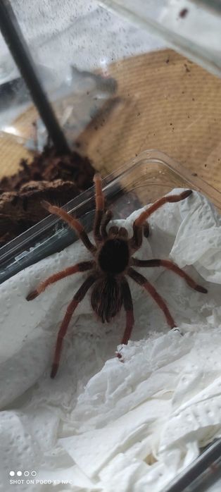 Megaphobema Robustum Samiczka ok 3dc Piękna + Terrarium 20x20 na start