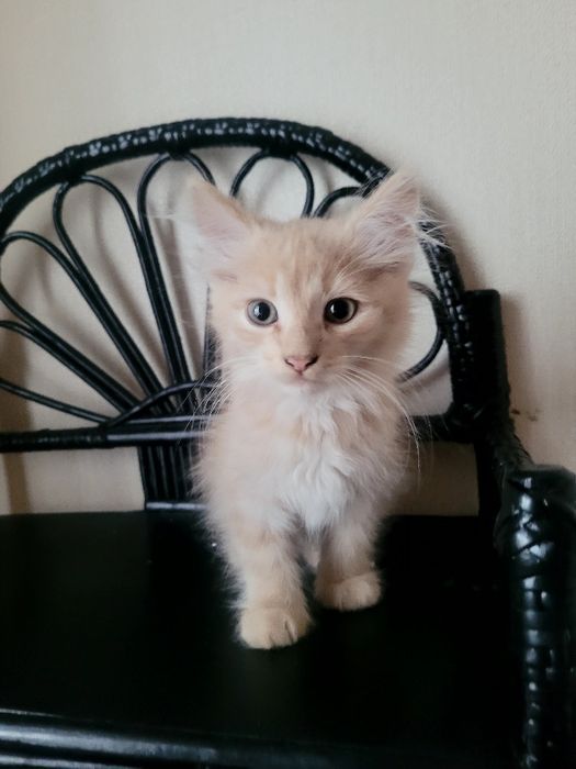 Віддам кошенят у добрі руки!