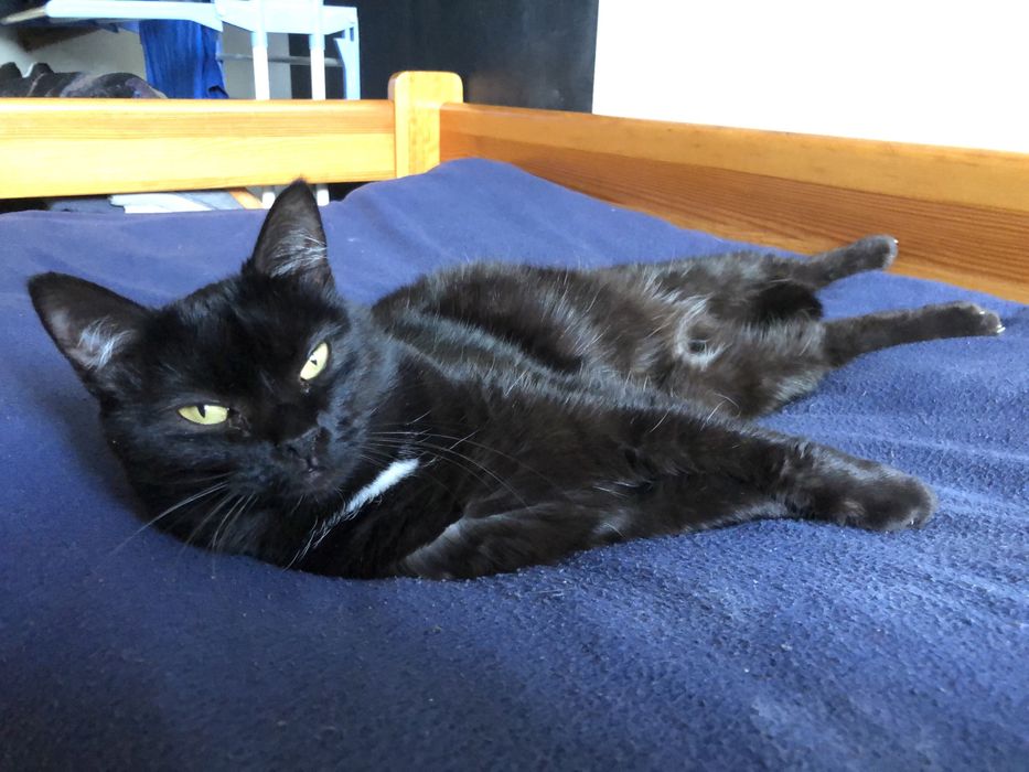 Śliczna Fasolka PILNIE szuka domku!