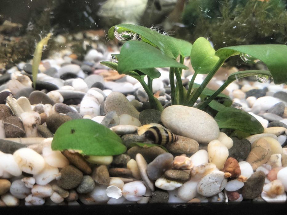 Продам акваріумних мешканців