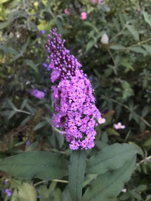 Budleja - motyli krzew