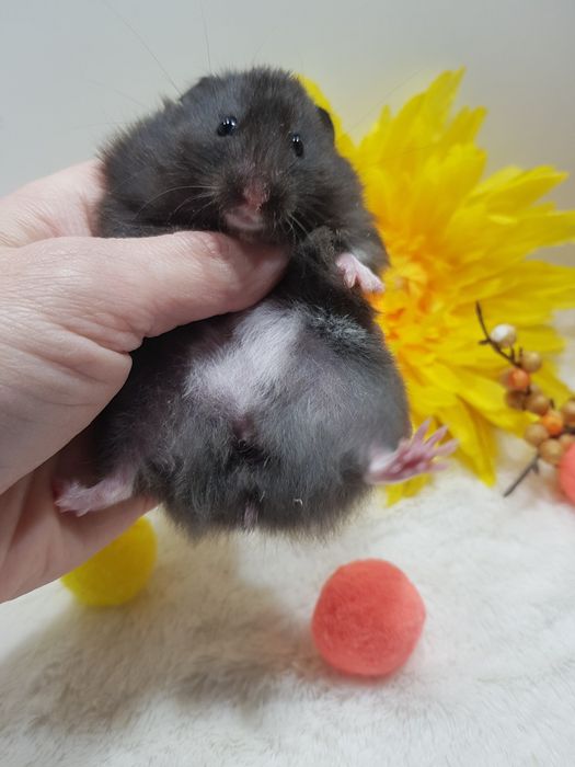 Chomik syryjski (Mesocricetus auratus) maluszki