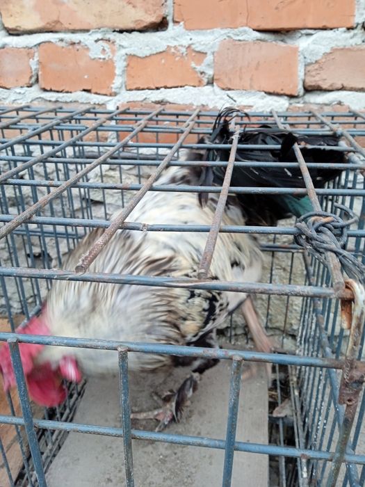 Когути домашні півні мастер грей