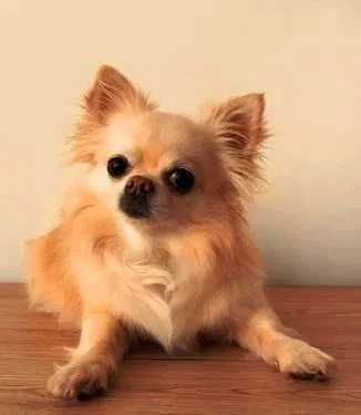 Chihuahua biały piesek długowłosy