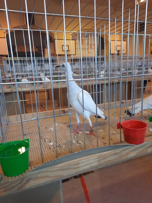 Sprzedam gołębie srebrniaka,jasne.