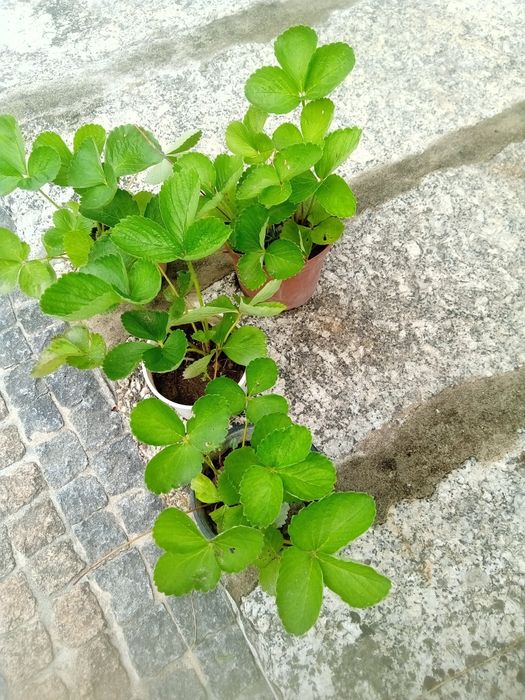 Morangueiros oportunidade