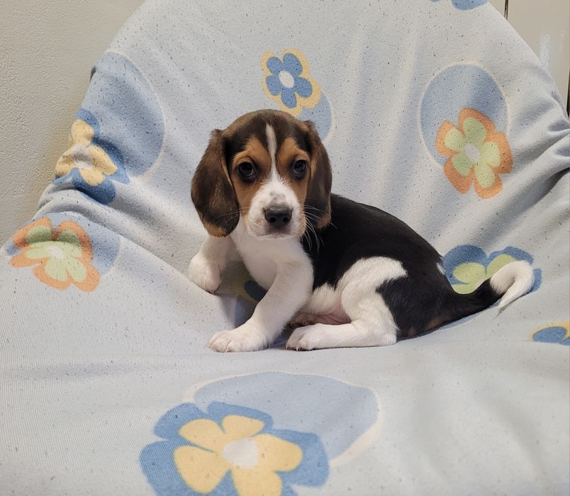 Macho beagle bebé