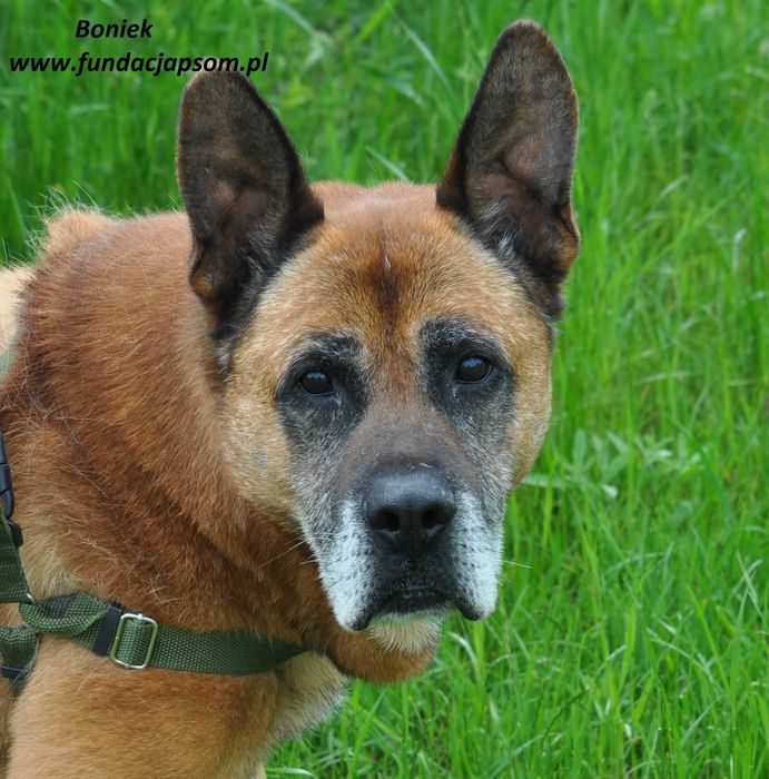 Boniek łagodny senior