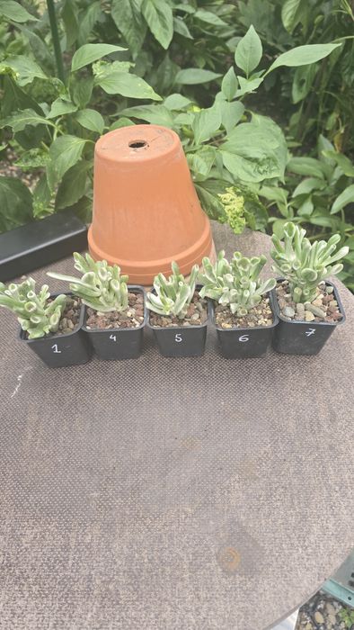 Grubosz Crassula Gollum Reverse  Variegata