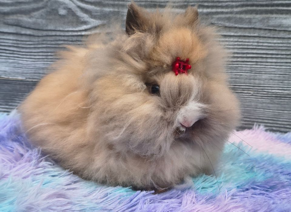 Karzełek Teddy/ rasa długowłosa/ puszyste